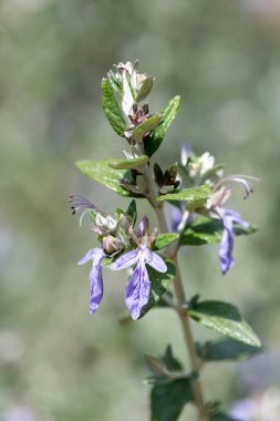 Çiçekler açan çalılıklara (teucrium fruticans) yakın plan