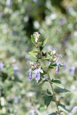 Çiçekler açan ağaç dallarına (teucrium fruticans) yaklaş