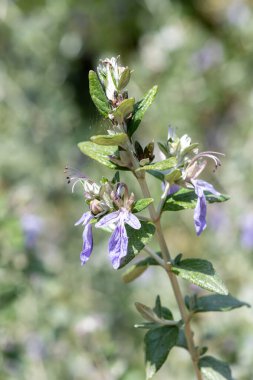 Çiçekler açan çalılıklara (teucrium fruticans) yakın plan