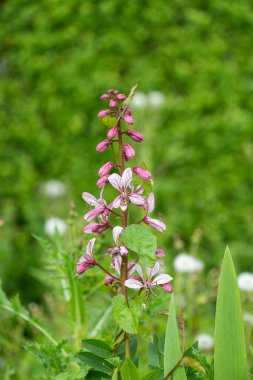 Çiçekler açtığında yanan çalıların (dictamnus albus) kapağını kapat