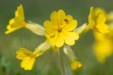 Bir çayırdaki inek sürüsü (primula veris) çiçeklerini kapat