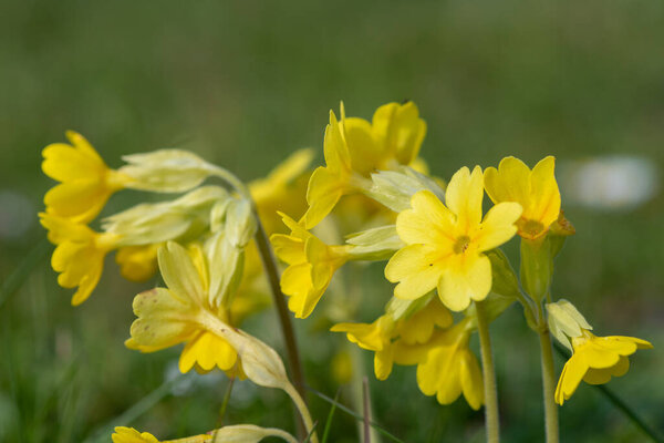 Close up of cowslip (primula veris) flowers in a meadow