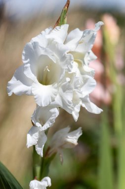 Beyaz gladiolus çiçeklerinin açtığı yeri kapatın.