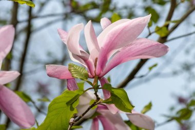 Çiçek açmış pembe ve beyaz manolya çiçeklerine yaklaş