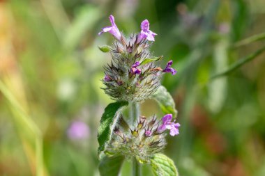 Macro shot of a wild basil (clinopodium vulgare) plant in bloom