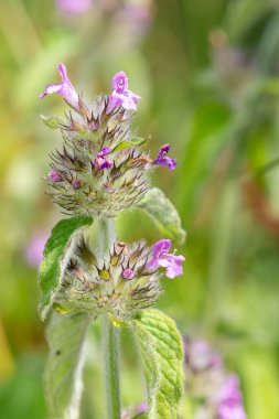 Macro shot of a wild basil (clinopodium vulgare) plant in bloom