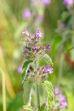 Macro shot of a wild basil (clinopodium vulgare) plant in bloom