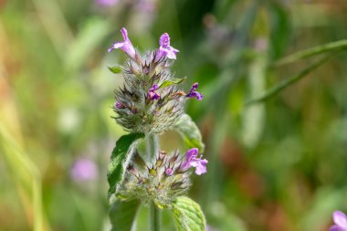 Macro shot of a wild basil (clinopodium vulgare) plant in bloom