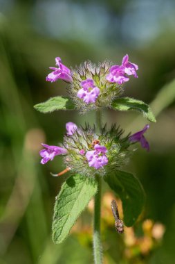 Macro shot of a wild basil (clinopodium vulgare) plant in bloom