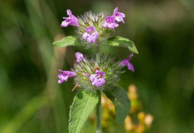Macro shot of a wild basil (clinopodium vulgare) plant in bloom