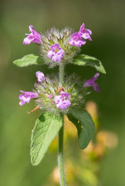 Macro shot of a wild basil (clinopodium vulgare) plant in bloom