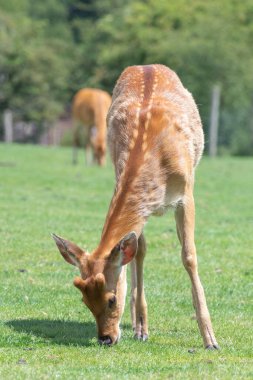 Portrait of a barasingha (rucervus duvaucelii) deer grazing