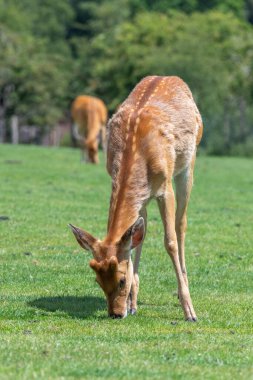 Portrait of a barasingha (rucervus duvaucelii) deer grazing