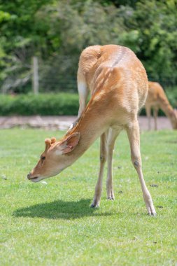 Portrait of a barasingha (rucervus duvaucelii) deer clipart