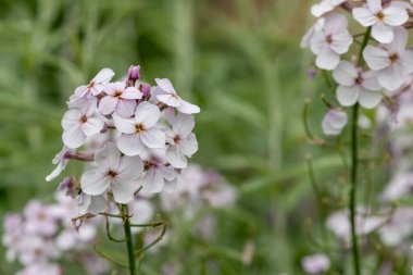 Close up of white honesty (lunaria annua) flowers in bloom