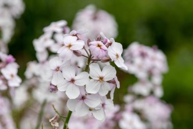 Close up of white honesty (lunaria annua) flowers in bloom
