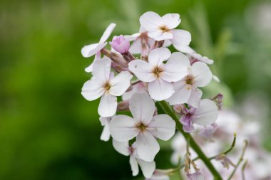 Close up of white honesty (lunaria annua) flowers in bloom