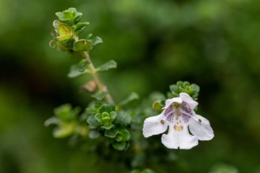 Macro shot of a flower on an alpine mint bush (prostanthera cuneata) in bloom