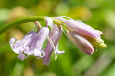 Close up of a pink common bluebell (hyacinthoides non scripta) flower in bloom