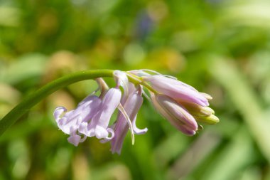 Close up of a pink common bluebell (hyacinthoides non scripta) flower in bloom