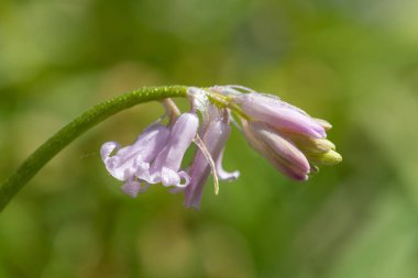 Close up of a pink common bluebell (hyacinthoides non scripta) flower covered in water droplets