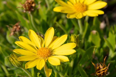 Close up of mountain arnica (arnica montana) flowers in bloom