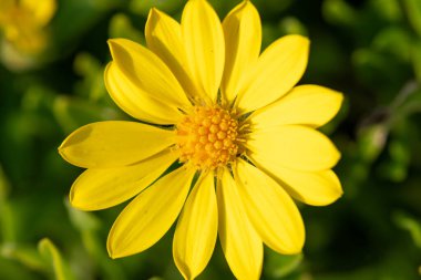 Close up of a mountain arnica (arnica montana) flower in bloom