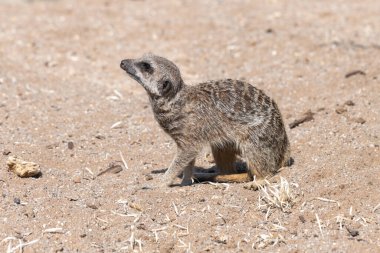 Portrait of a meerkat (suricata suricatta)  sitting on the ground