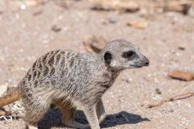 Portrait of a meerkat (suricata suricatta)  sitting on the ground