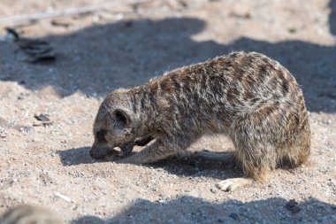 Portrait of a meerkat (suricata suricatta) eating a piece of food