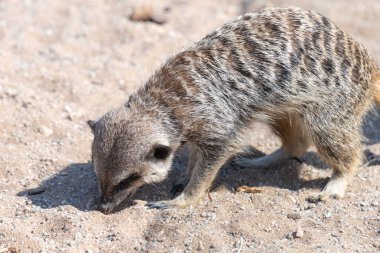 Portrait of a meerkat (suricata suricatta) eating a piece of food from the ground
