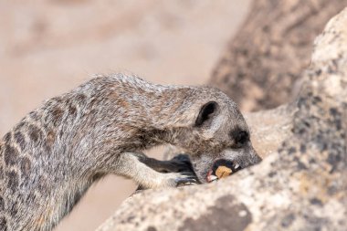 Portrait of a meerkat (suricata suricatta) eating a piece of food on a rock