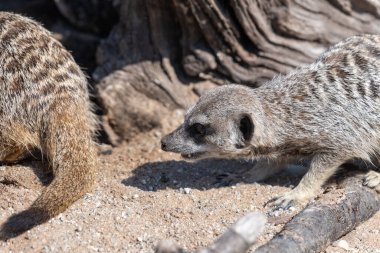 Bir mirket portresi (Suricata suricatta) 