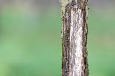 Close up of an apple tree trunk that has been chewed by a deer