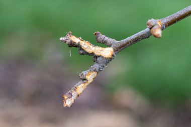 Close up of a branch on an apple tree that has been chewed by a rabbit