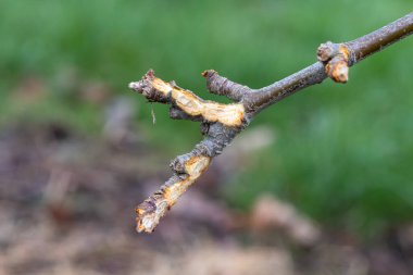 Close up of a branch on an apple tree that has been chewed by a rabbit