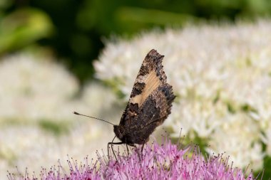Bir çiçeğin üzerindeki küçük bir kaplumbağa kabuğuna (aglais urticae) yaklaş