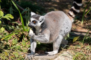 Portrait of a ring tailed lemur (lemur catta) holding a piece of fruit