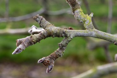 Elma ağacında meyveli tomurcuk.