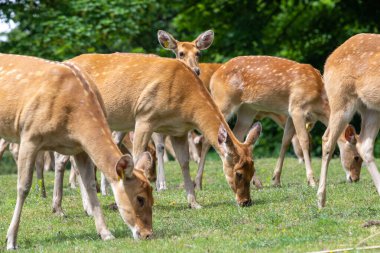 A herd of barasingha (rucervus duvaucelii) deer grazing