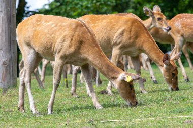 A herd of barasingha (rucervus duvaucelii) deer grazing clipart