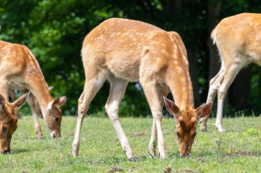 A herd of barasingha (rucervus duvaucelii) deer grazing