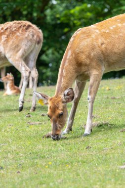 A herd of barasingha (rucervus duvaucelii) deer grazing