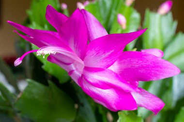 Close up of a Christmas cactus flower in bloom