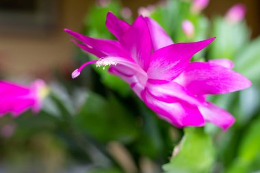 Close up of a Christmas cactus flower in bloom