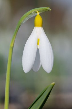 Close up of a pleated snowdrop (galanthus plicatus) flower in bloom
