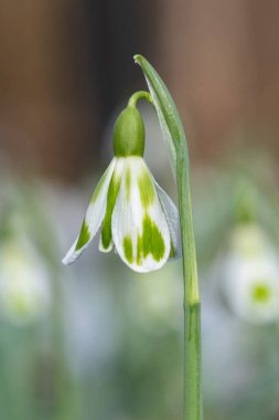 Macro shot of a galanthus Phil Cornish snowdrop in bloom
