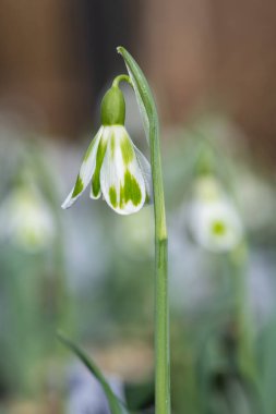 Macro shot of a galanthus Phil Cornish snowdrop in bloom