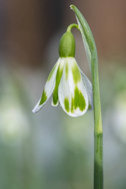 Macro shot of a galanthus Phil Cornish snowdrop in bloom