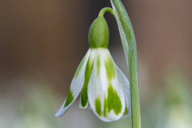 Macro shot of a galanthus Phil Cornish snowdrop in bloom